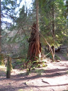 forêt north vancouver
