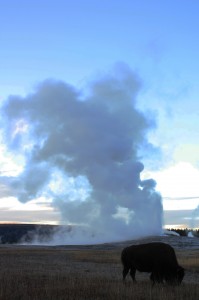 Bison Old Faithful